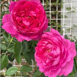 Rouge de Parfum Rose丨Flower Gardens