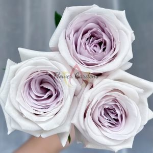 Silver Lining Rose丨Flower Gardens