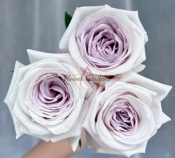 Silver Lining Rose丨Flower Gardens
