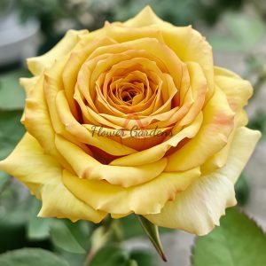 Spoiler Rose plant丨Flower Gardens