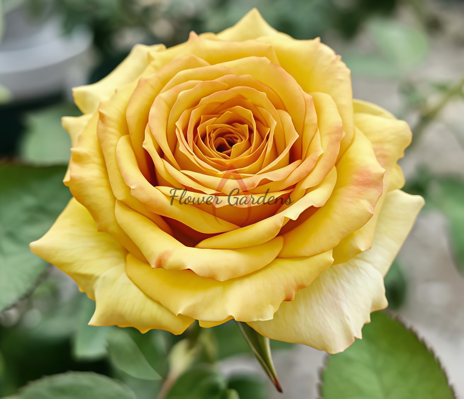 Spoiler Rose plant丨Flower Gardens