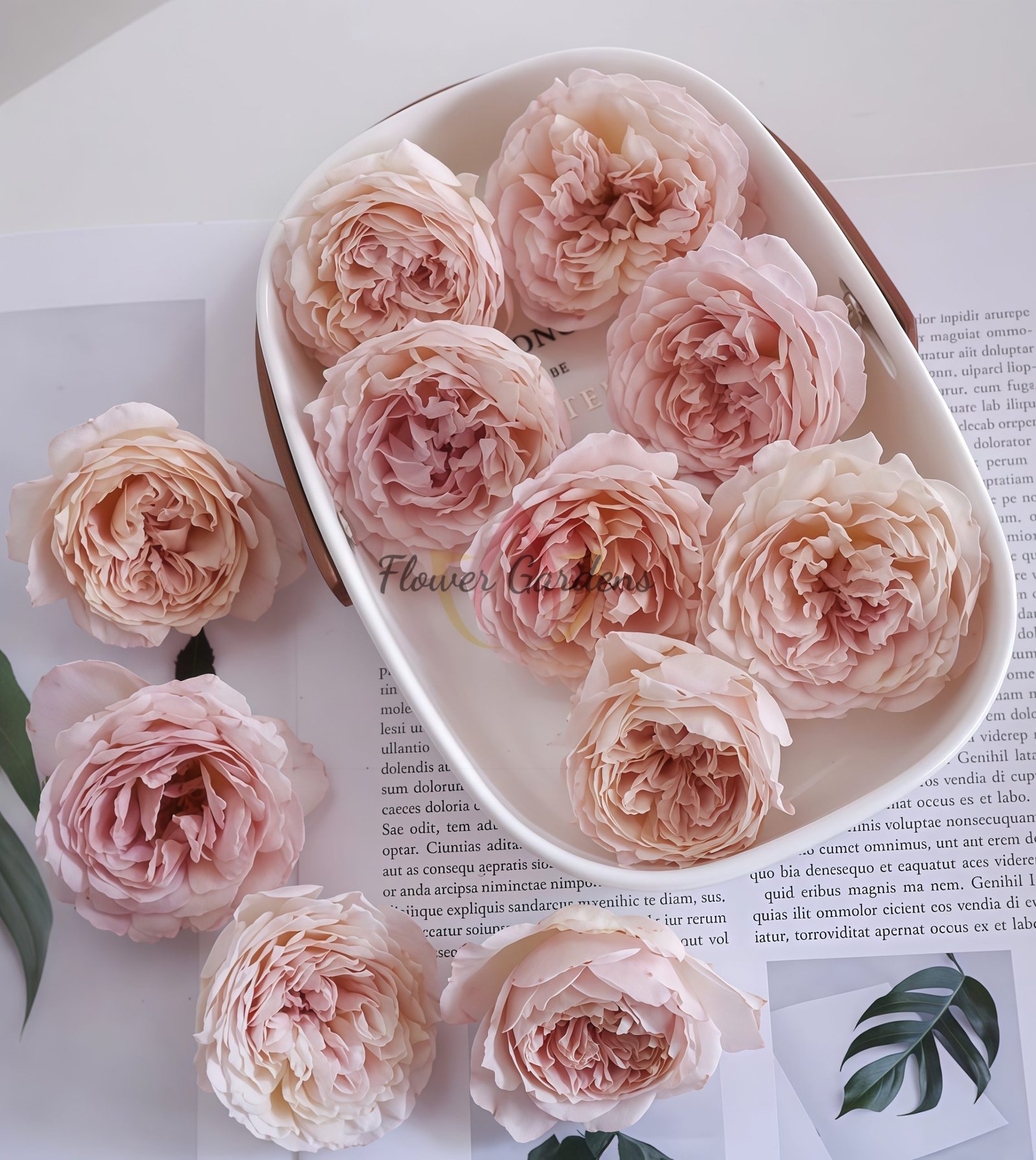 Sucre D'Art Rose丨Flower Gardens