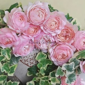 Sucre D'Art Rose for sale丨Flower Gardens