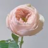 Sweet Diamond Rose for sale丨Flower Gardens