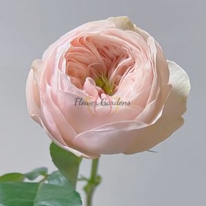 Sweet Diamond Rose for sale丨Flower Gardens