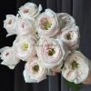 Sweet Diamond Rose plant丨Flower Gardens