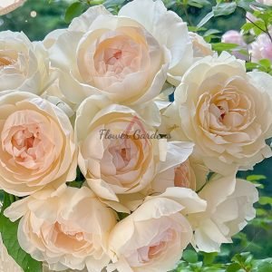 Towa Cup Rose丨Flower Gardens