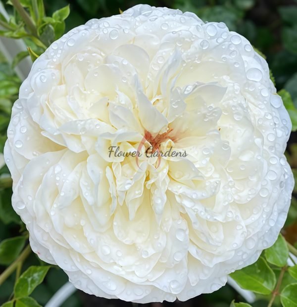 Tranquillity Rose丨Flower Gardens