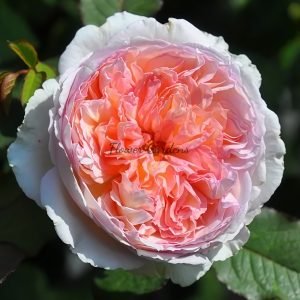 Träumerei Rose for sale丨Flower Gardens
