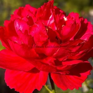 True Color 230 Rose for sale丨Flower Gardens