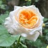Victorian Peach Rose for sale丨Flower Gardens