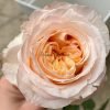 Victorian Peach Rose丨Flower Gardens