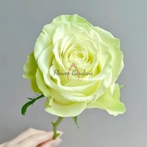 Xiaoqiao Rose丨Flower Gardens