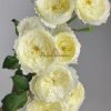 patience Rose丨Flower Gardens