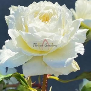 patience Rose丨Flower Gardens