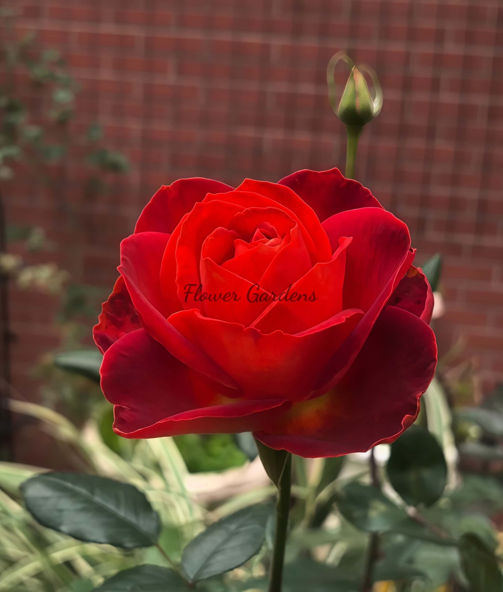 Café! Rose丨Flower Gardens