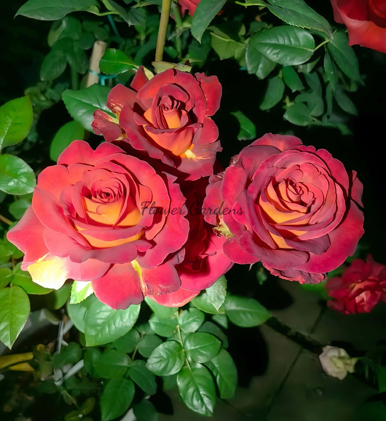 Café! Rose for sale丨Flower Gardens