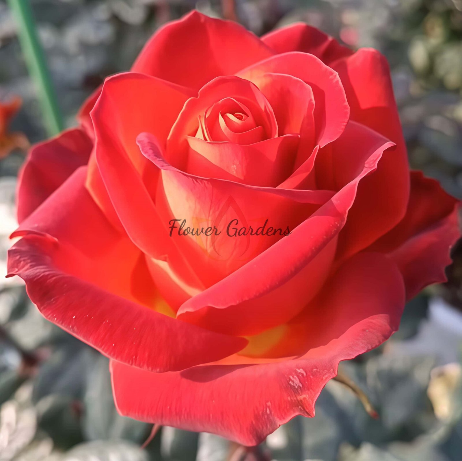 Café! Rose丨Flower Gardens