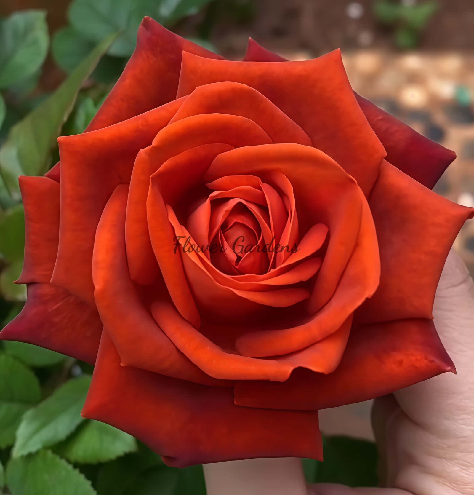 Café! Rose plant丨Flower Gardens