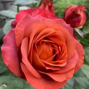 Coffee Break Rose plant丨Flower Gardens