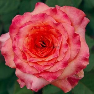 Country Aquarelle Rose for sale丨Flower Gardens