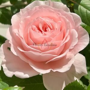 Jade Fat Rose丨Flower Gardens