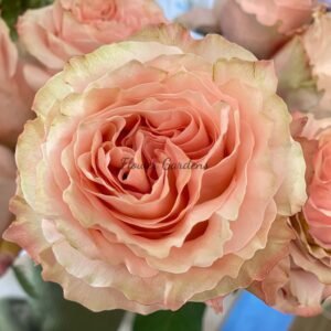 Princess Crown Rose丨Flower Gardens