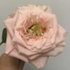 Princess Crown Rose for sale丨Flower Gardens