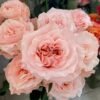 Princess Crown Rose plant丨Flower Gardens