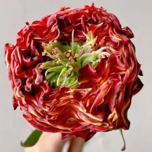 Red Eye Rose plant丨Flower Gardens