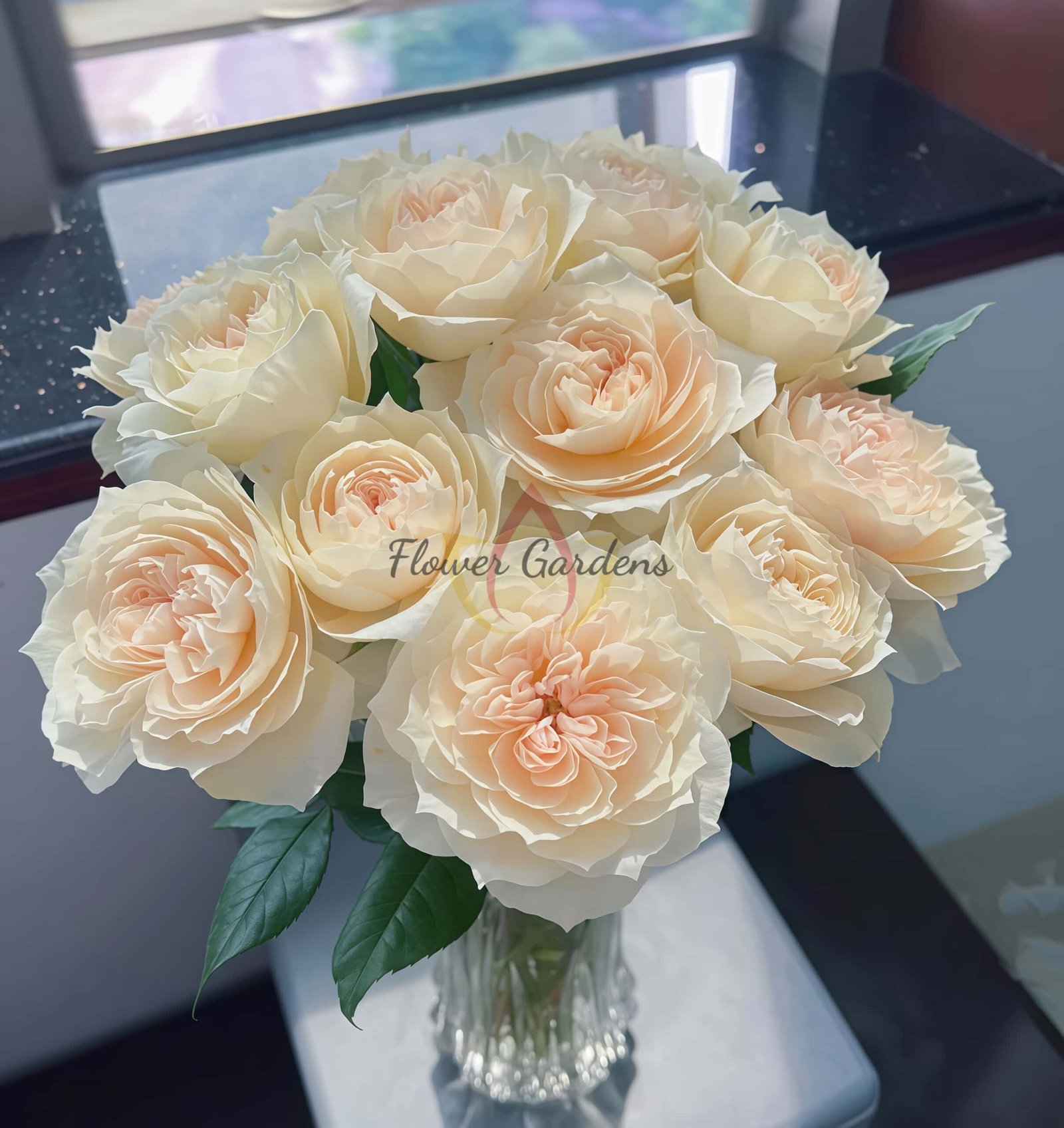 Royal Diva Rose for sale丨Flower Gardens