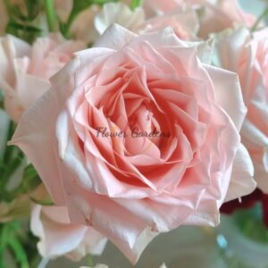 Sweet Sara Rose丨Flower Gardens