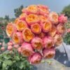 Sweet vuvuzela Rose for sale丨Flower Gardens