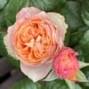 Sweet vuvuzela Rose plant丨Flower Gardens