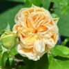 Vanilla Catalina Rose丨Flower Gardens