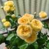 Vanilla Catalina Rose plant丨Flower Gardens