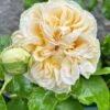 Vanilla Catalina Rose丨Flower Gardens