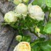 Vanilla Catalina Rose for sale丨Flower Gardens