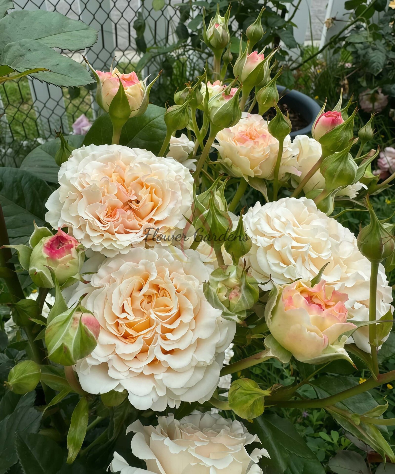 Wedding Rosevert Rose plant丨Flower Gardens