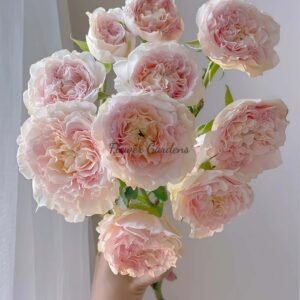 Wedding Rosevert Rose丨Flower Gardens