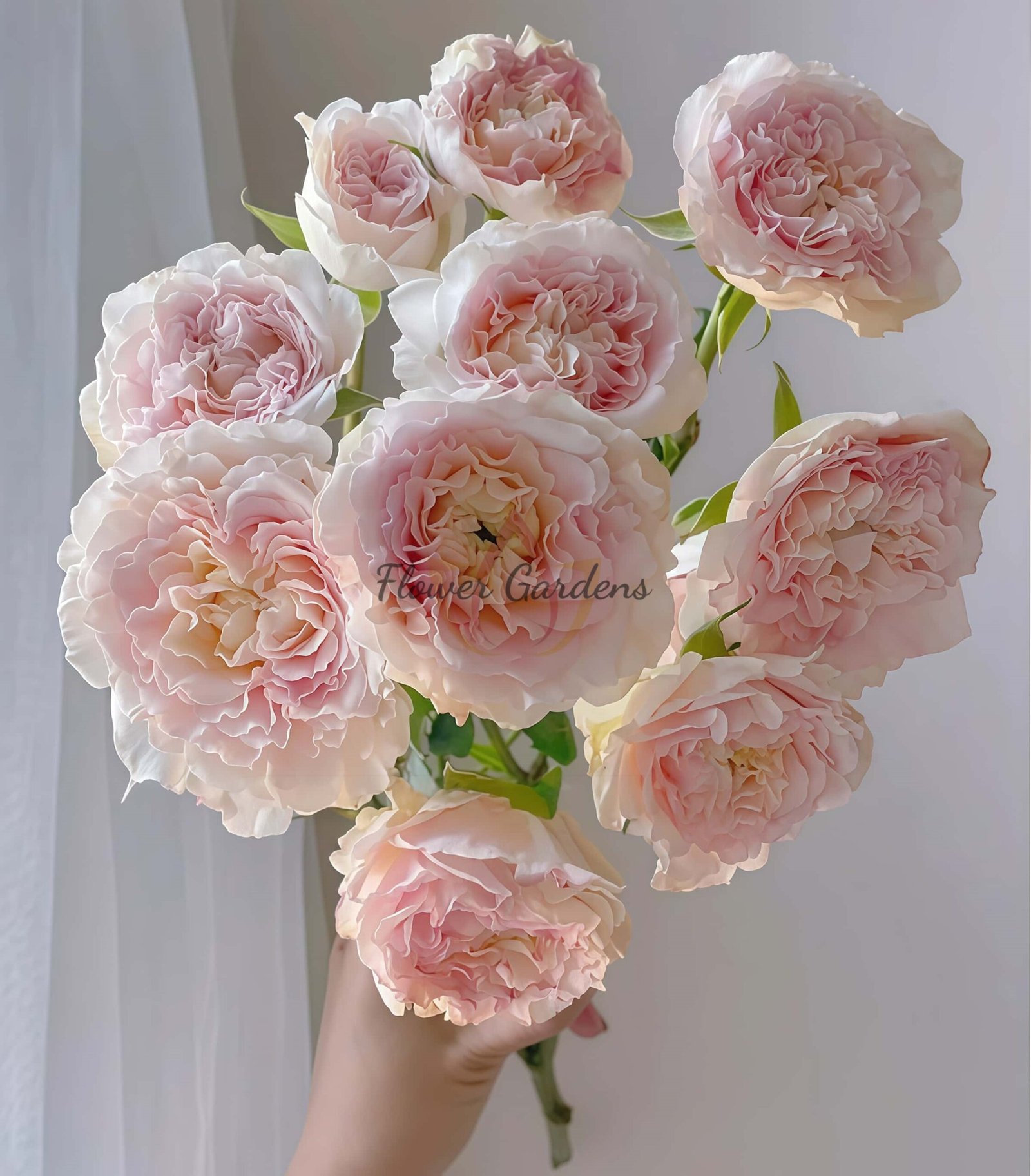 Wedding Rosevert Rose丨Flower Gardens