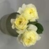 White vuvuzela Rose plant丨Flower Gardens