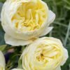 White vuvuzela Rose for sale丨Flower Gardens