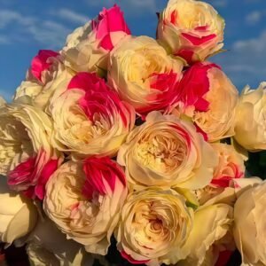 Shiratama Rose丨Flower Gardens