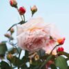 A Shropshire Lad Rose丨Flower Gardens