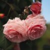 A Shropshire Lad Rose for sale丨Flower Gardens
