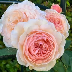 A Shropshire Lad Rose丨Flower Gardens