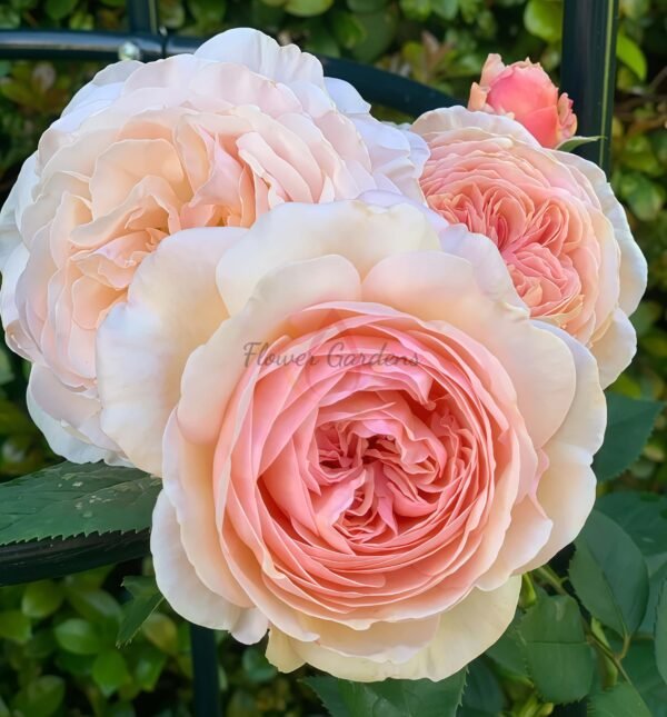 A Shropshire Lad Rose丨Flower Gardens