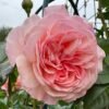 A Shropshire Lad Rose plant丨Flower Gardens