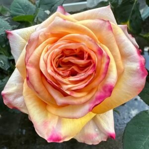 Apricot Queen Rose plant丨Flower Gardens